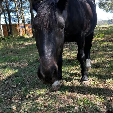 Zum Waldblick Apartament