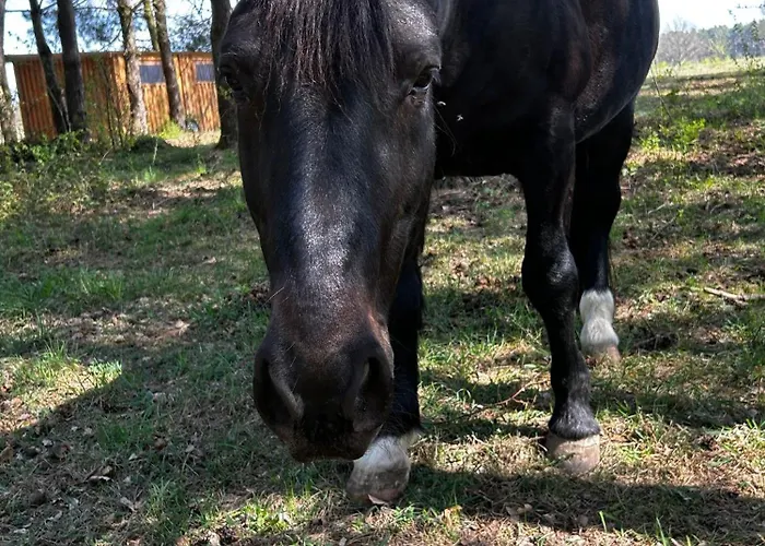 Zum Waldblick アパート